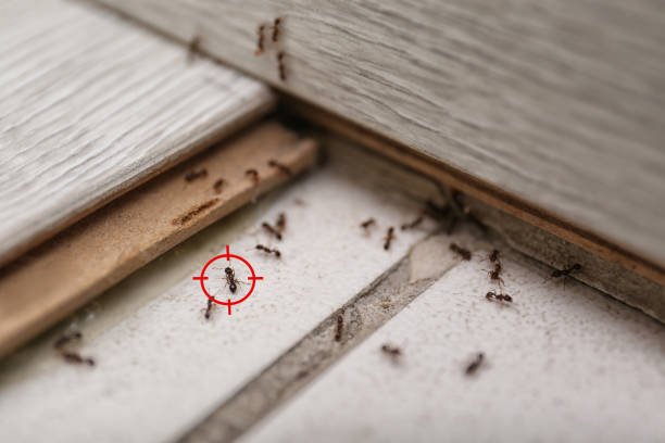 Best Ant Control Services  in Chandler, OK