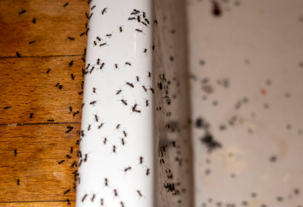 Best Emergency Pest Control  in Chandler, OK