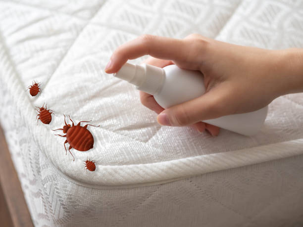 Best Spider Control Near Me  in Chandler, OK