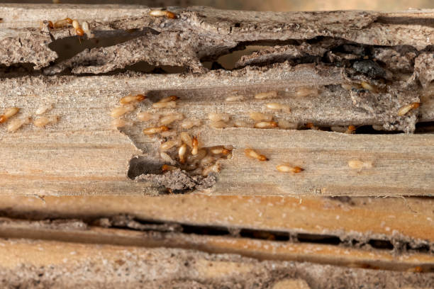 Best Best Pest Control Companies  in Chandler, OK